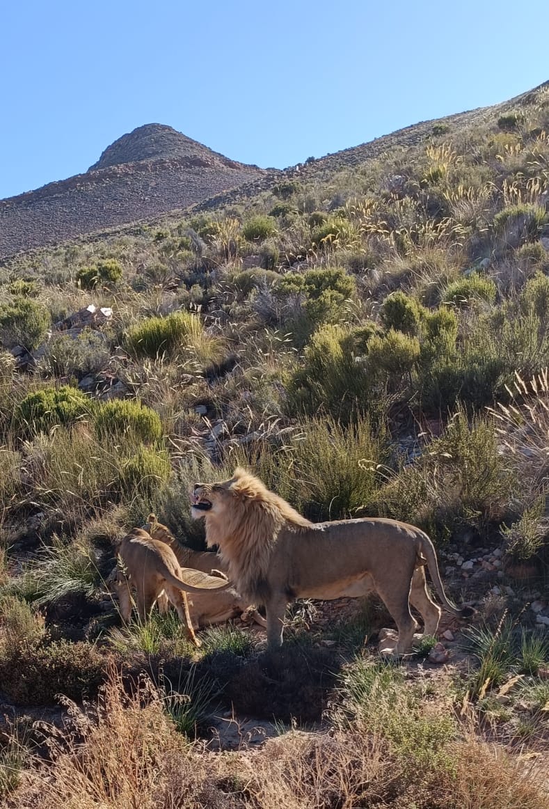 Wild Life - Animal 3